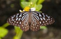 Elegant Rest of a Blue-Spotted Butterfly on a Flower Royalty Free Stock Photo