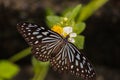 Elegant Rest of a Blue-Spotted Butterfly on a Flower Royalty Free Stock Photo