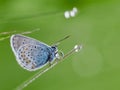 Blue Spotted Butterfly Sitting On A Branch Of Heather In A Morning Dew. Beautiful butterflies and a drop of dew