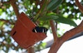 Blue spotted butterfly