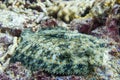 Blue spotted camouflage peacock flounder fish