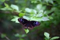 Blue-spotted crow, Euploea midamus Butterfly  at Park Royalty Free Stock Photo