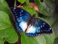 Blue-spotted emperor butterfly