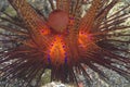 Blue-spotted Fire Urchin