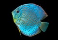 Blue spotted fish Discus Royalty Free Stock Photo