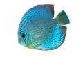 Blue spotted fish Discus Royalty Free Stock Photo