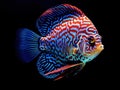 Blue spotted fish Discus