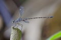 Blue-spotted Flatwing damselfly Podolestes orienta Royalty Free Stock Photo