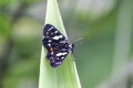 Blue-spotted Forester Moth - Butterfly