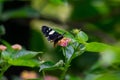 Blue-spotted Forester Moth Episteme adulatrix taking nectar of Lantana Camara Flowers