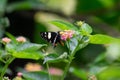 Blue-spotted Forester Moth Episteme adulatrix taking nectar of Lantana Camara Flowers