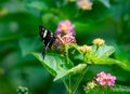 Blue-spotted Forester Moth Episteme adulatrix taking nectar of Lantana Camara Flowers Top Shot