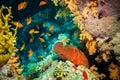 Blue-spotted grouper and tropical Anthias fish