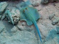 Blue Spotted Ray and Lizard Fish Royalty Free Stock Photo