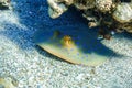 blue spotted ribbontail ray hiding under corals at the seabed during diving Royalty Free Stock Photo