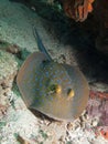 Blue Spotted Ribbontail Ray - Taeniura lymma Royalty Free Stock Photo