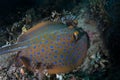 Blue-Spotted Ribbontail Ray on Seafloor