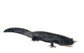 Blue Spotted Salamander (Ambystoma laterale) Royalty Free Stock Photo