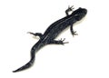 Blue Spotted Salamander (Ambystoma laterale) Royalty Free Stock Photo