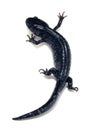 Blue Spotted Salamander (Ambystoma laterale)