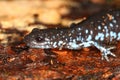 Blue-spotted Salamander (Ambystoma laterale)