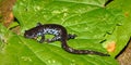 Blue-spotted Salamander (Ambystoma laterale) Royalty Free Stock Photo