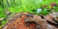 Blue-spotted Salamander (Ambystoma laterale) Royalty Free Stock Photo