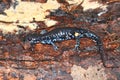 Blue-spotted Salamander Ambystoma laterale Royalty Free Stock Photo