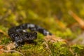 Blue-spotted Salamander Royalty Free Stock Photo