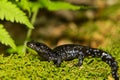 Blue-spotted Salamander Royalty Free Stock Photo