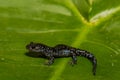 Blue-spotted Salamander Royalty Free Stock Photo