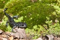 Blue-spotted Salamander Royalty Free Stock Photo