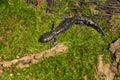 Blue-spotted Salamander - Ambystoma laterale