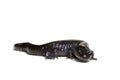 Blue-spotted Salamander Royalty Free Stock Photo