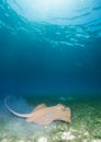 Blue spotted sting ray Royalty Free Stock Photo