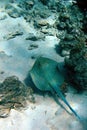 Blue spotted sting ray Royalty Free Stock Photo