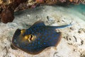 Blue spotted sting ray on coral reef with scuba divers Royalty Free Stock Photo