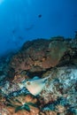 Blue spotted sting ray on coral reef with scuba divers Royalty Free Stock Photo