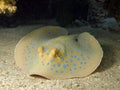 Blue spotted stingray Royalty Free Stock Photo