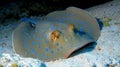 Blue spotted stingray Royalty Free Stock Photo