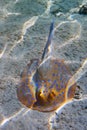 Blue spotted stingray Royalty Free Stock Photo