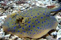 Blue Spotted Stingray Royalty Free Stock Photo