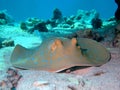 Blue spotted stingray Royalty Free Stock Photo