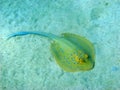 Blue-spotted stingray Royalty Free Stock Photo