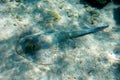 Blue spotted stingray on the bottom of the Red Sea Royalty Free Stock Photo