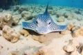 a blue-spotted stingray hiding under sand near a reef