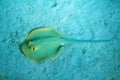 Blue-spotted stingray