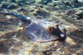 Blue spotted Stingray on sand bootom in the Red Sea Royalty Free Stock Photo