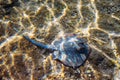 Blue spotted Stingray on sand bootom in the Red Sea Royalty Free Stock Photo