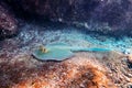 Blue spotted Stingray on sand bootom in the Red Sea Royalty Free Stock Photo